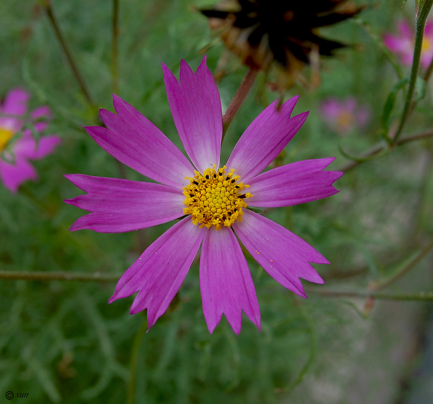 Image of Cosmos bipinnatus specimen.