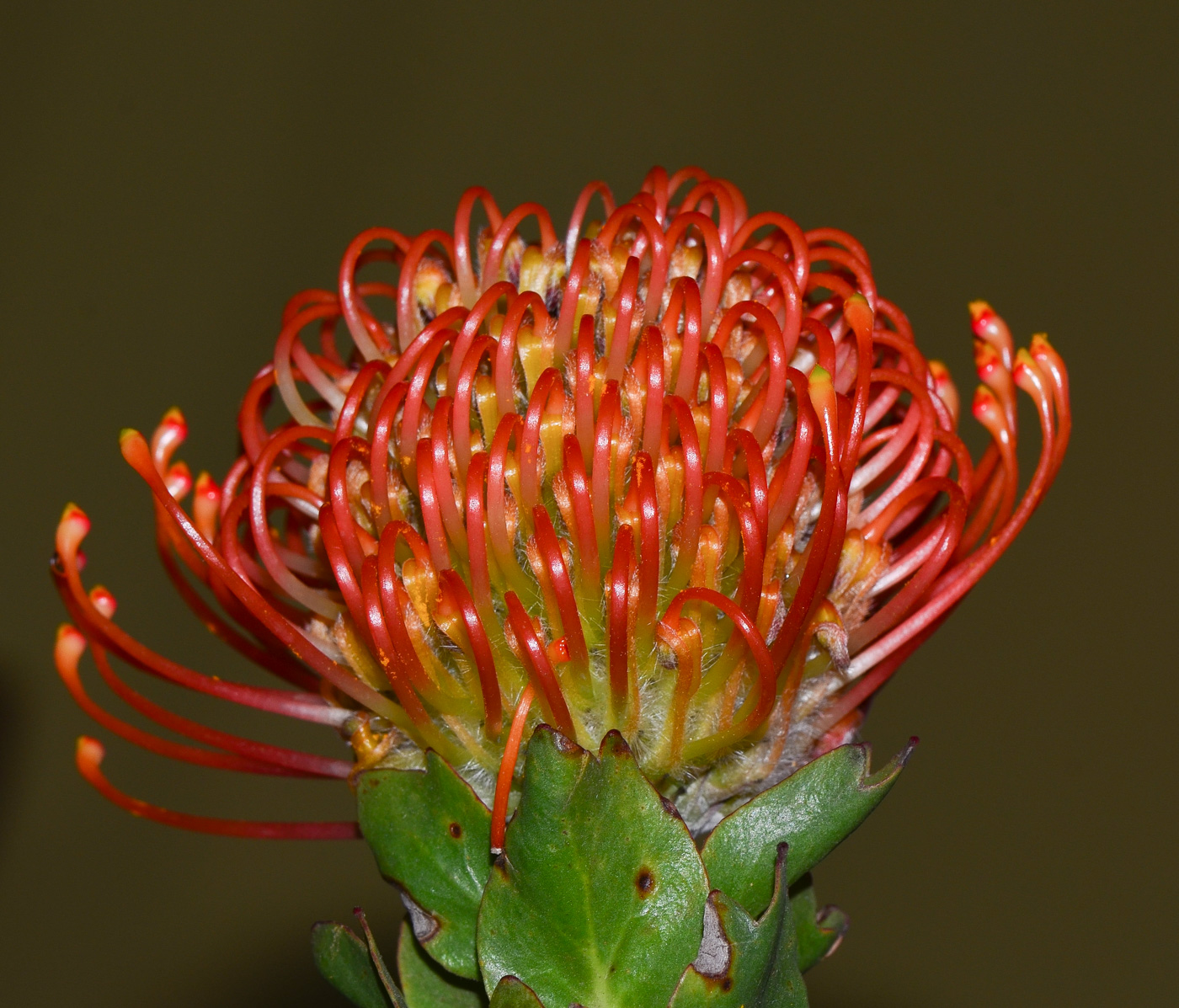 Image of Leucospermum cordifolium specimen.