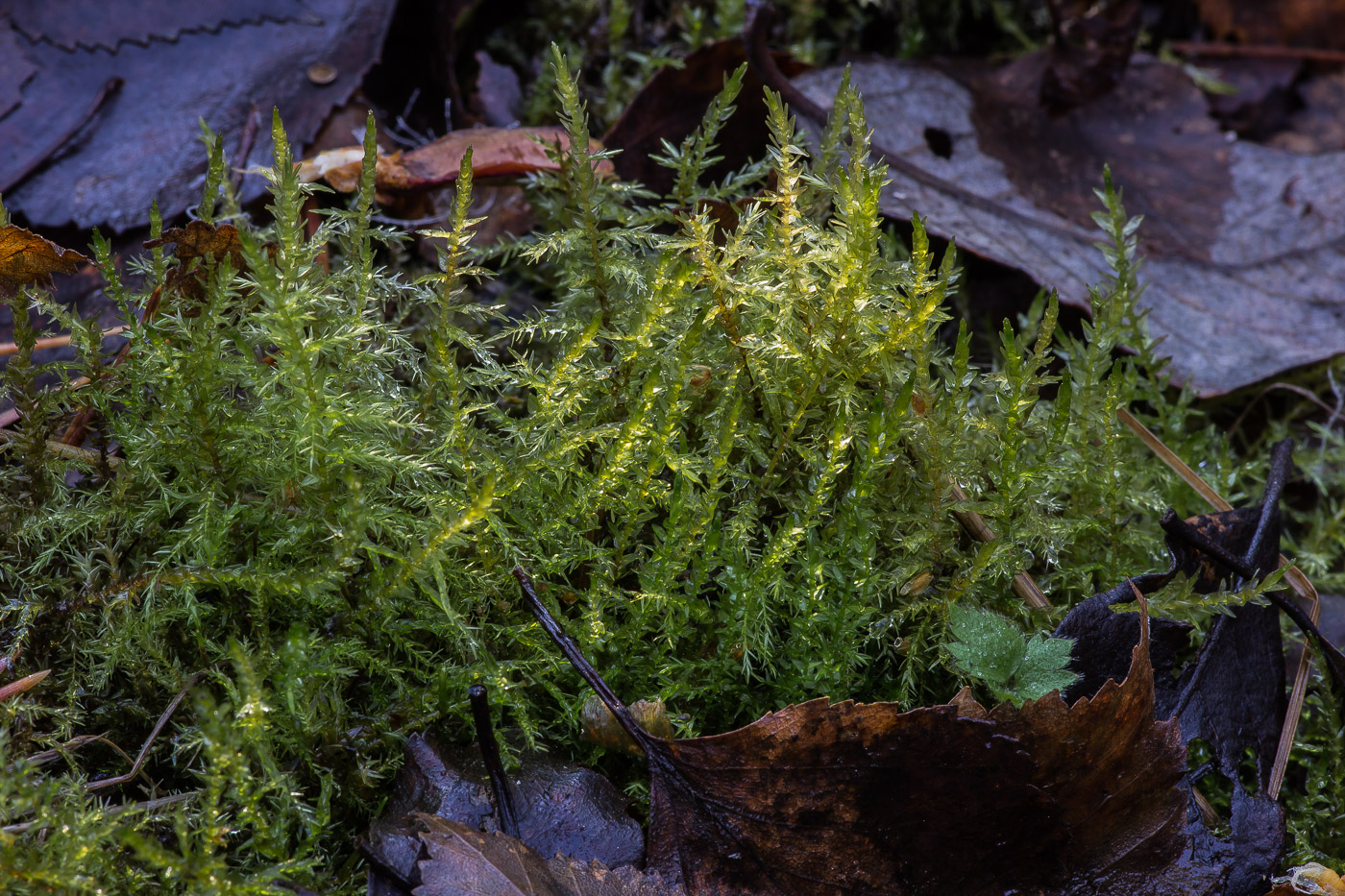 Изображение особи Calliergon cordifolium.