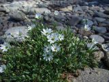 Stellaria fischeriana. Цветущее растение. Магаданская обл., Ольский р-н, окр. пгт Ола, р. Ола, галечник на дамбе. 30.06.2017.