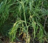 Sisymbrium altissimum