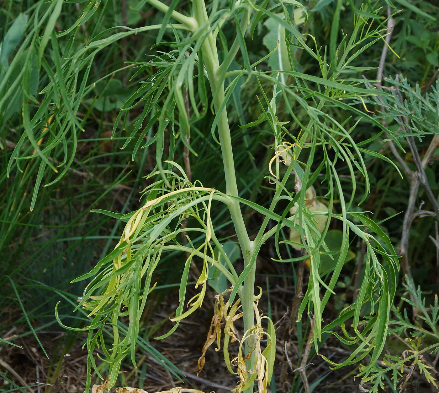 Image of Sisymbrium altissimum specimen.