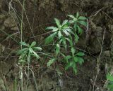 Artemisia integrifolia. Вегетирующие растения на склоне обрывистого берега. Иркутская обл., Шелеховский р-н, окр. с. Шаманка, р. Иркут. 04.08.2017.