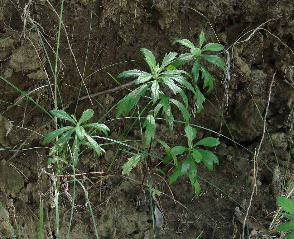 Изображение особи Artemisia integrifolia.