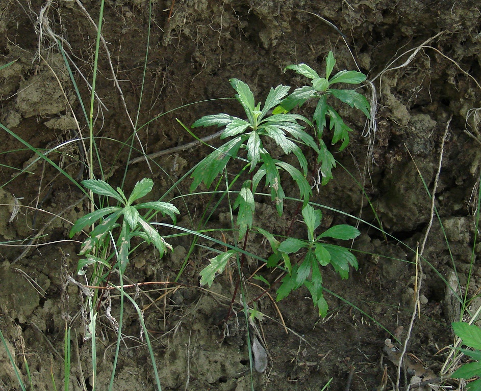 Image of Artemisia integrifolia specimen.