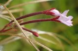 Epilobium adenocaulon. Цветок и бутон. Тверская обл., Кимрский р-н, окр. дер. Ларцево, заросшая лесная тропа на краю вырубки. 18.08.2017.