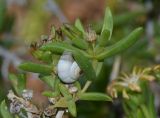 Delosperma luteum