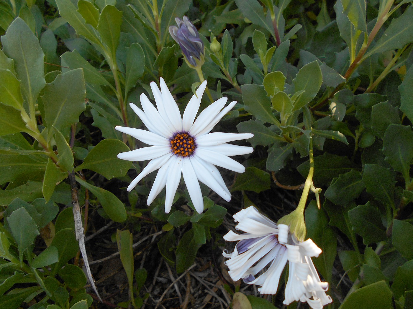 Изображение особи Dimorphotheca ecklonis.