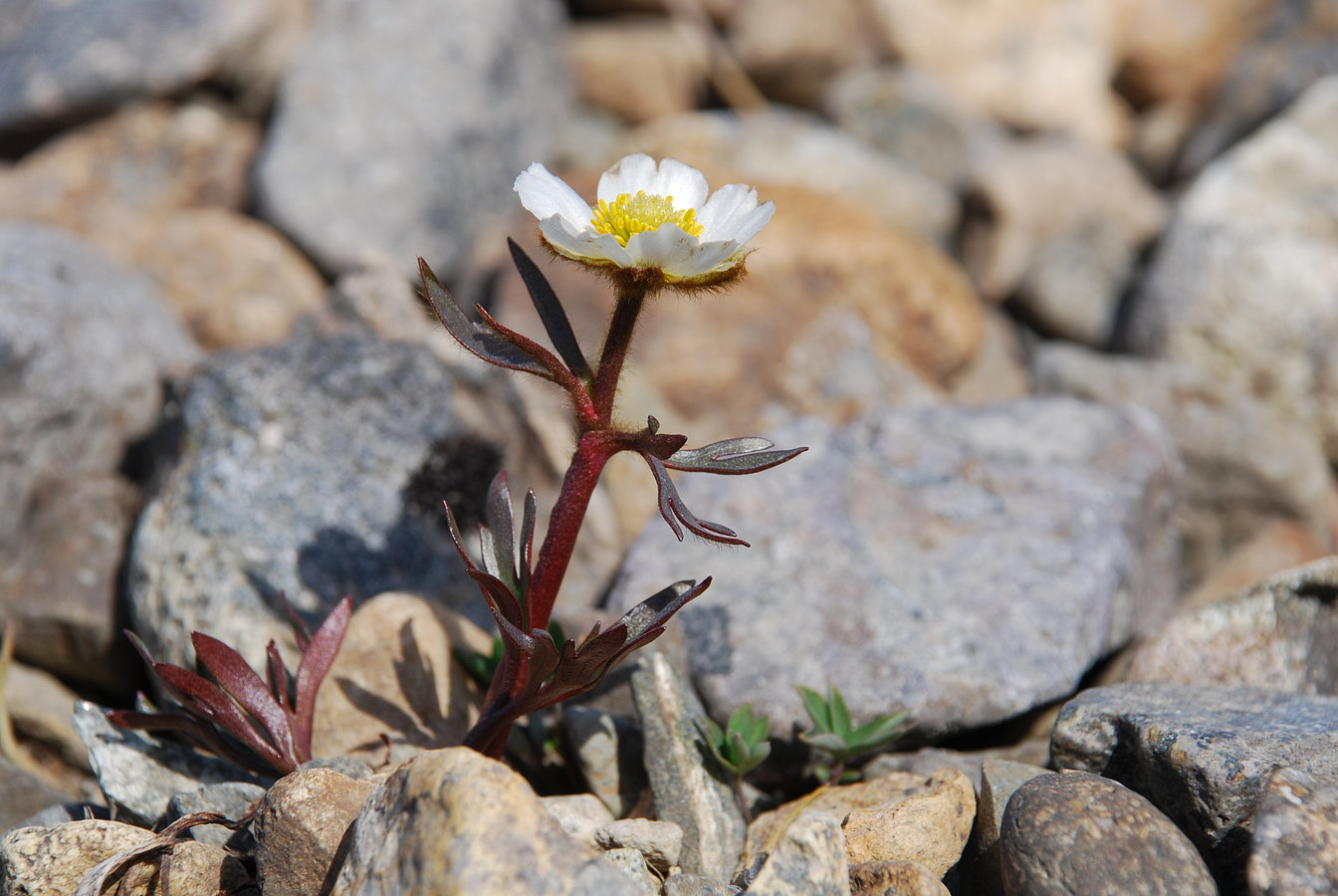 Изображение особи Beckwithia chamissonis.