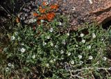 Stellaria dichotoma. Цветущее растение. Монголия, аймак Завхан, окр. пос. Сантмаргац, ≈ 1700 м н.у.м., у подножия скалы. 10.06.2017.
