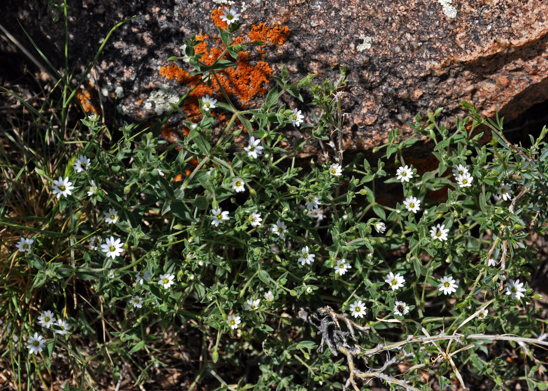 Изображение особи Stellaria dichotoma.