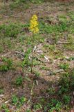 Solidago virgaurea