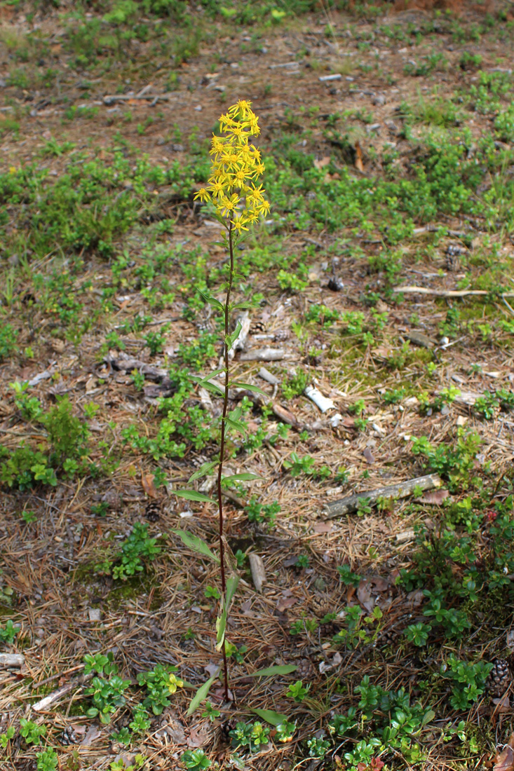 Изображение особи Solidago virgaurea.