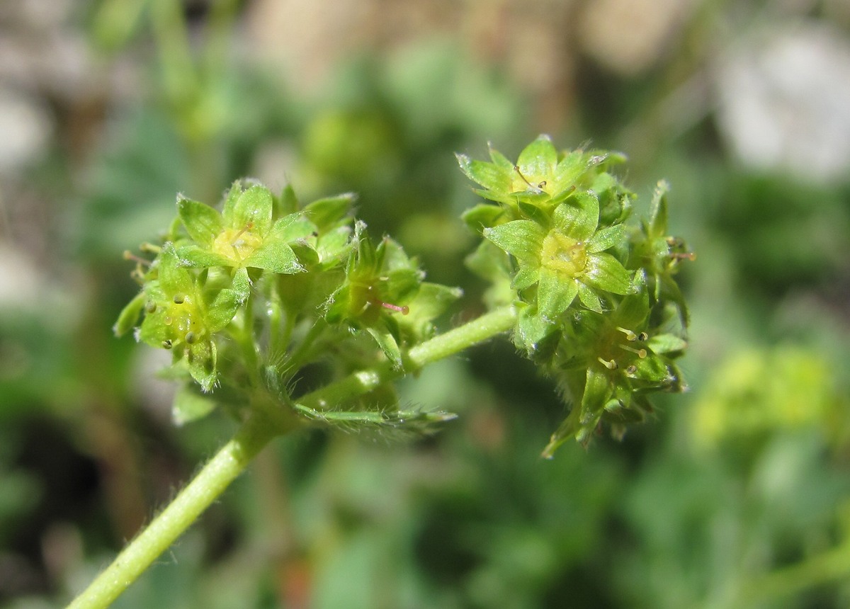 Изображение особи род Alchemilla.