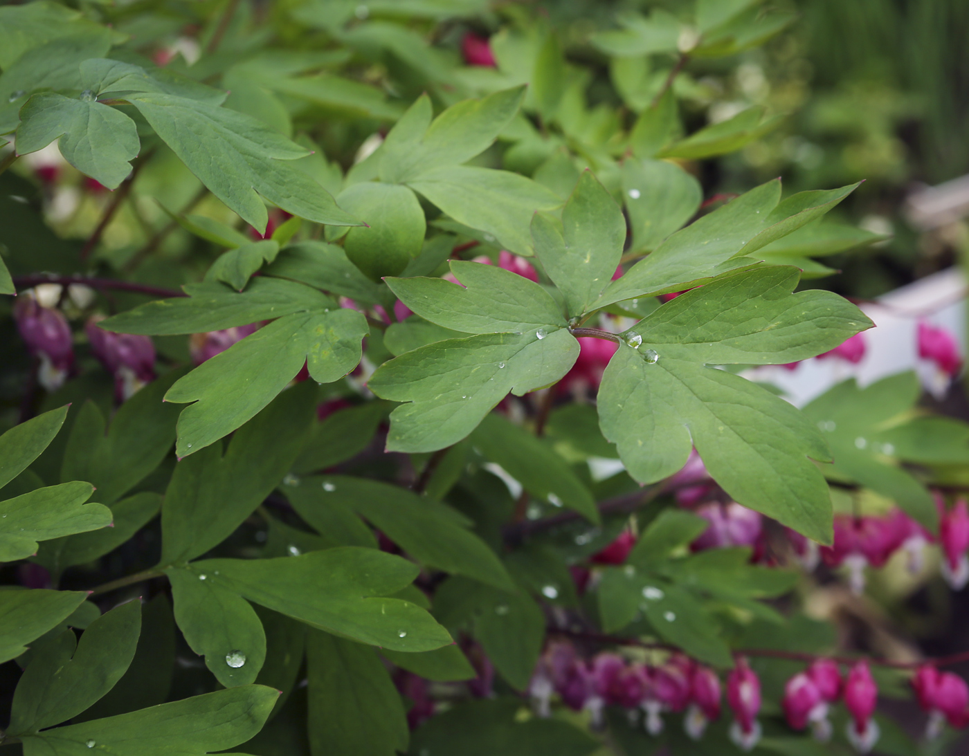 Image of Dicentra spectabilis specimen.