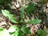 Taraxacum ussuriense