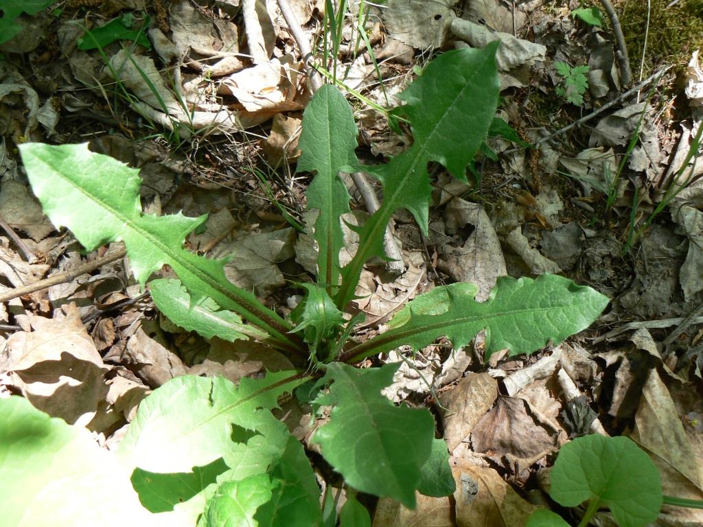 Изображение особи Taraxacum ussuriense.