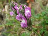 Oxytropis ochotensis. Соцветие. Магаданская обл., Ольский р-н, окр. пос. Атарган, крутой приморский склон, задернованная скала. 05.07.2017.