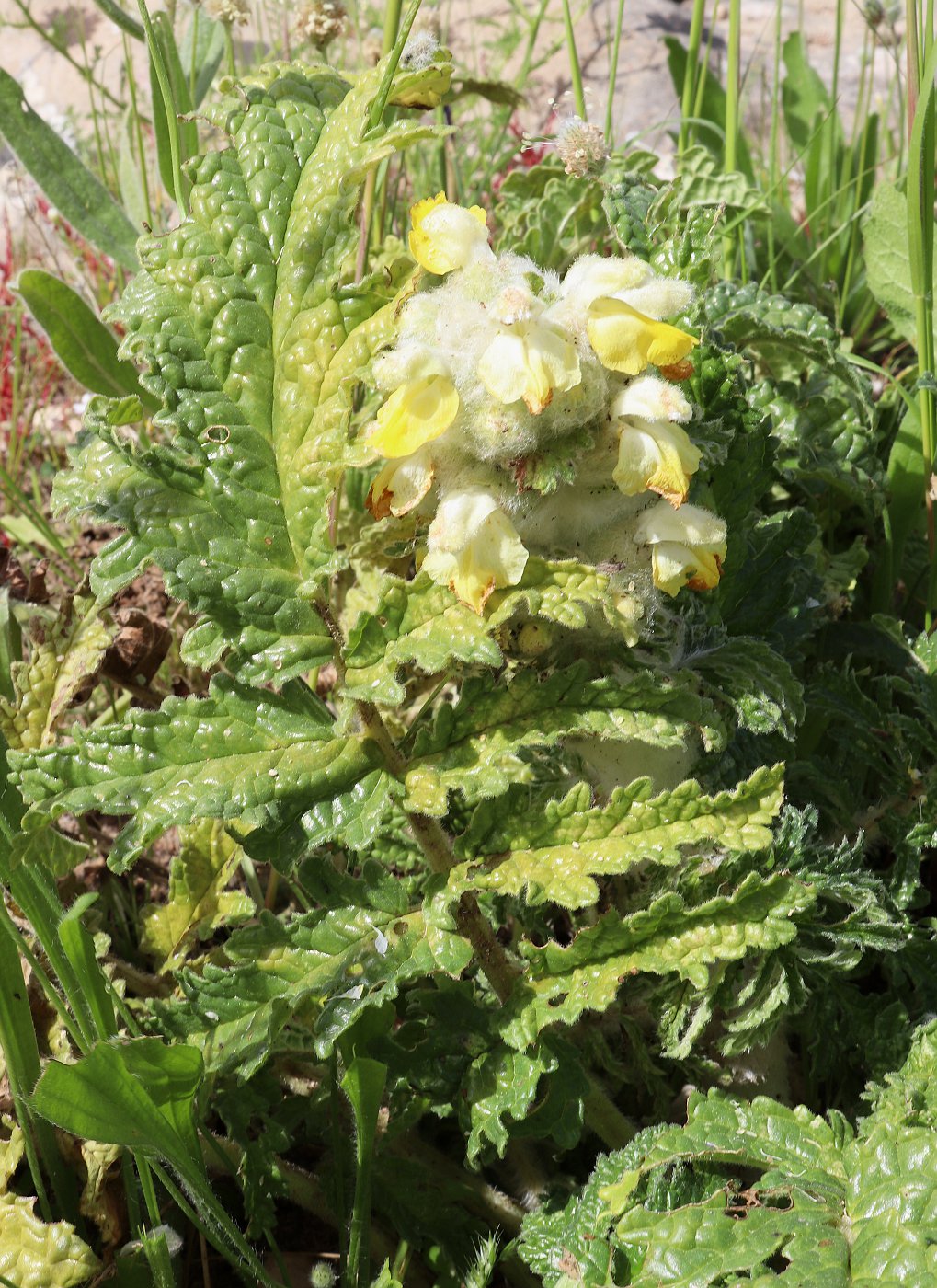 Image of Phlomoides laciniata specimen.