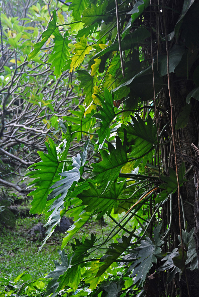 Изображение особи Philodendron lacerum.