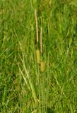 Typha laxmannii