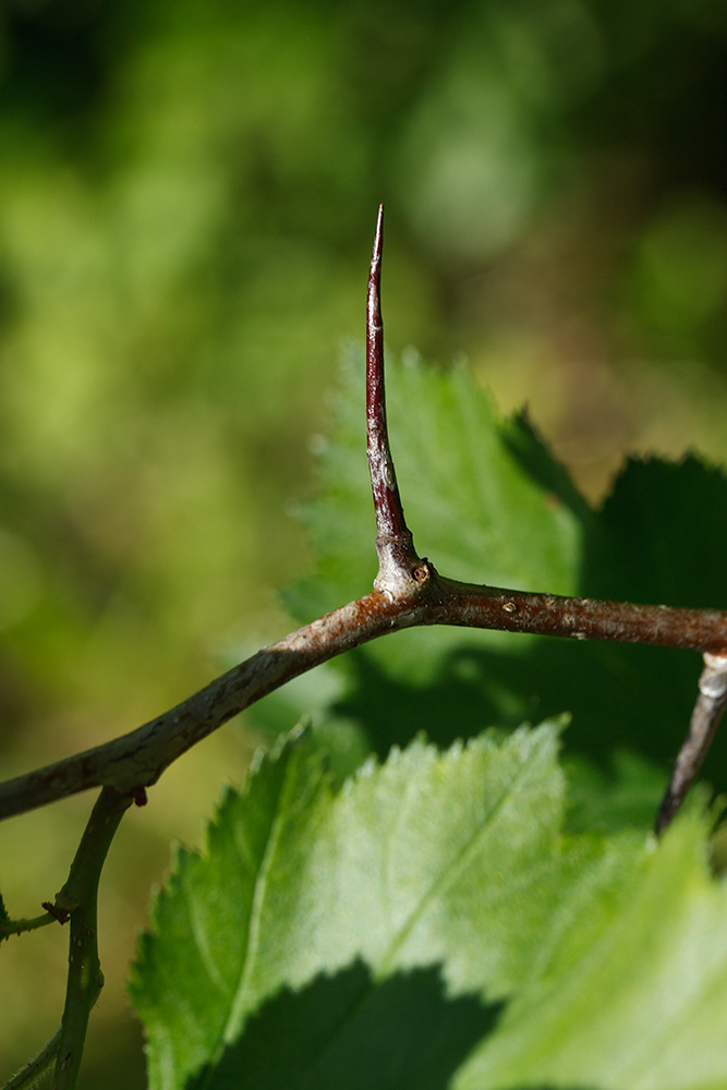Изображение особи Crataegus submollis.