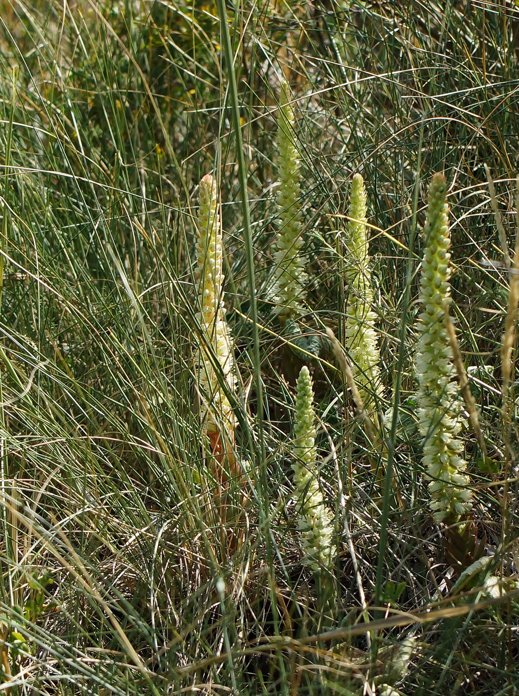 Image of Orostachys spinosa specimen.