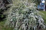 genus Spiraea. Цветущее растение. Краснодарский край, г. Тихорецк, в озеленении. 05.05.2018.