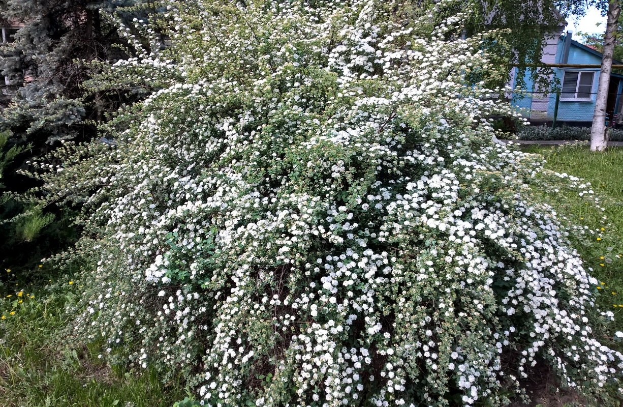 Изображение особи род Spiraea.