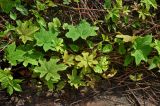 Lepistemon binectarifer