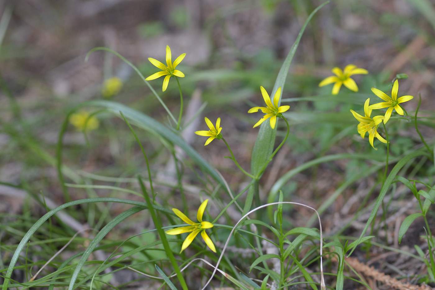 Image of genus Gagea specimen.