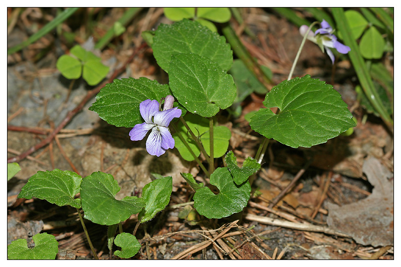 Image of Viola selkirkii specimen.