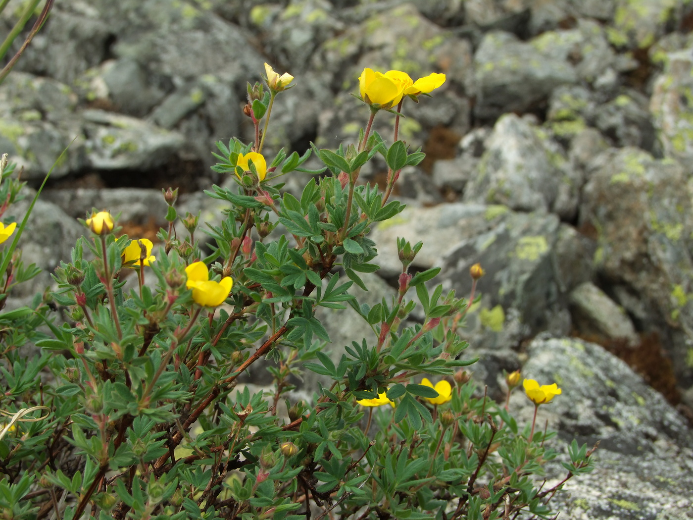 Image of Dasiphora fruticosa specimen.