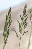 genus Calamagrostis