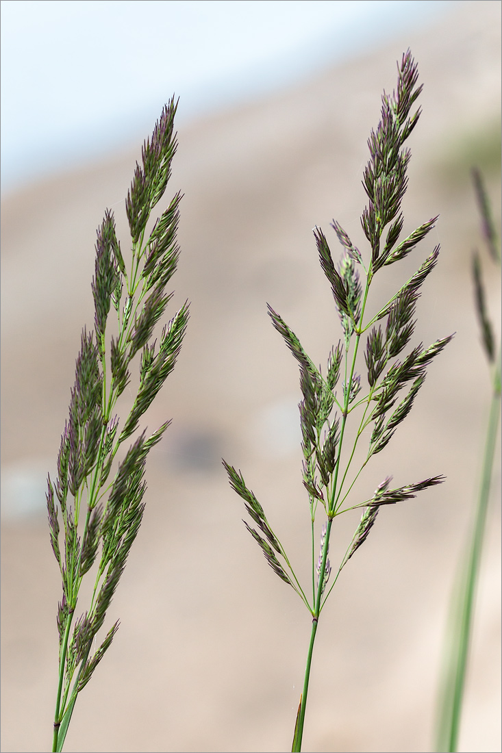 Изображение особи род Calamagrostis.