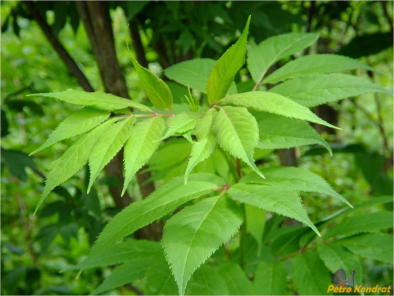 Изображение особи Sambucus racemosa.