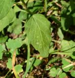 Prunella vulgaris