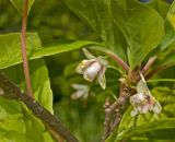 Schisandra chinensis
