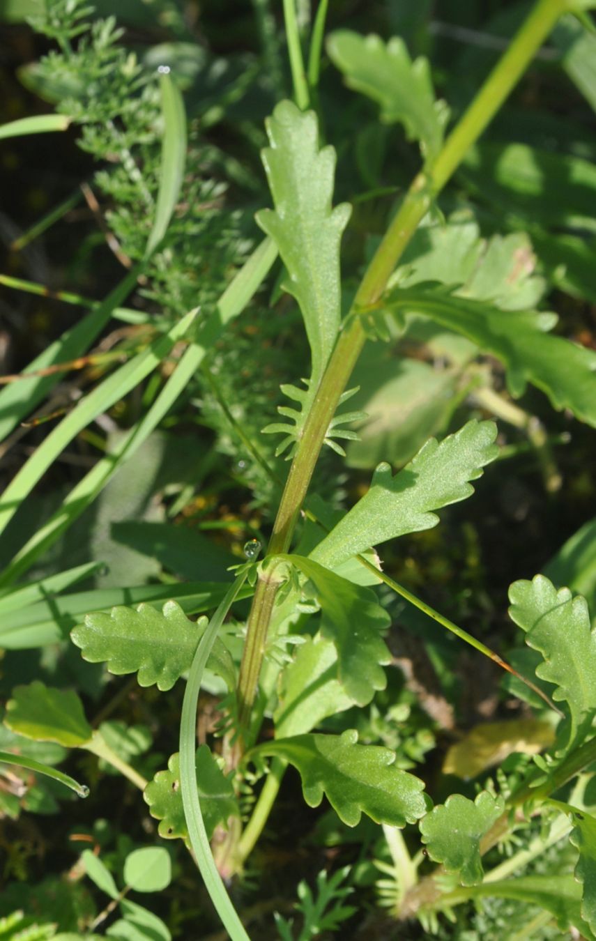 Image of Leucanthemum vulgare specimen.