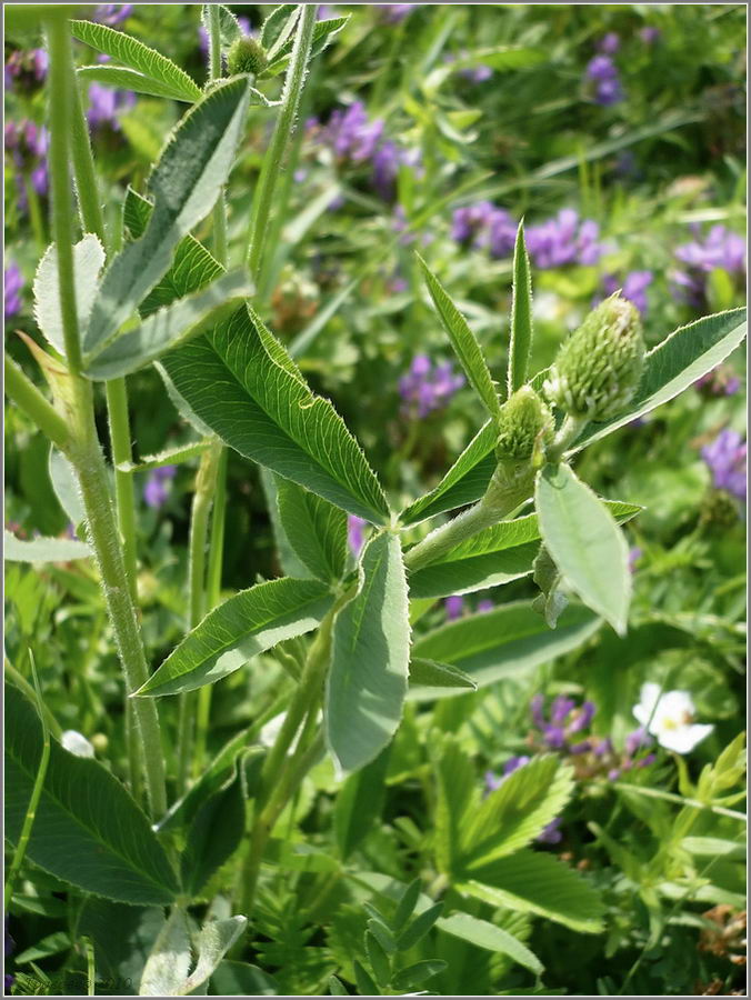 Изображение особи Trifolium montanum.