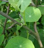 Tropaeolum majus