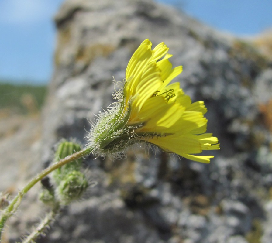 Image of Lagoseris sancta specimen.