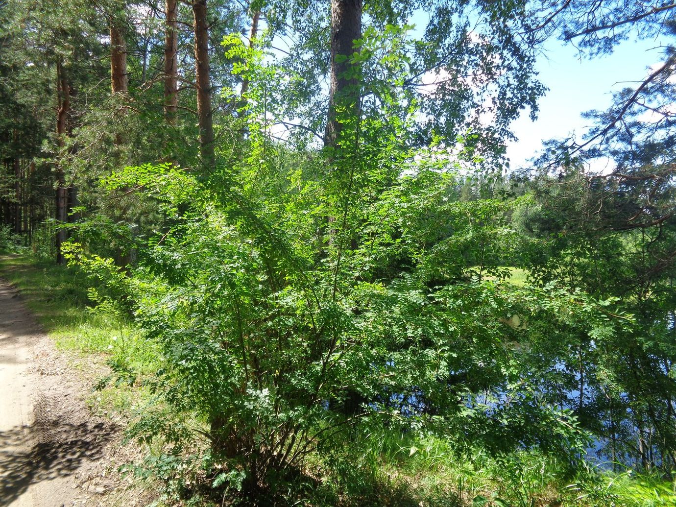 Image of Caragana arborescens specimen.