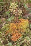 Cenolophium fischeri