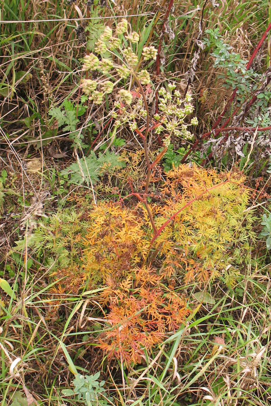 Image of Cenolophium fischeri specimen.