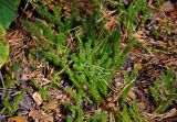 Lycopodium clavatum