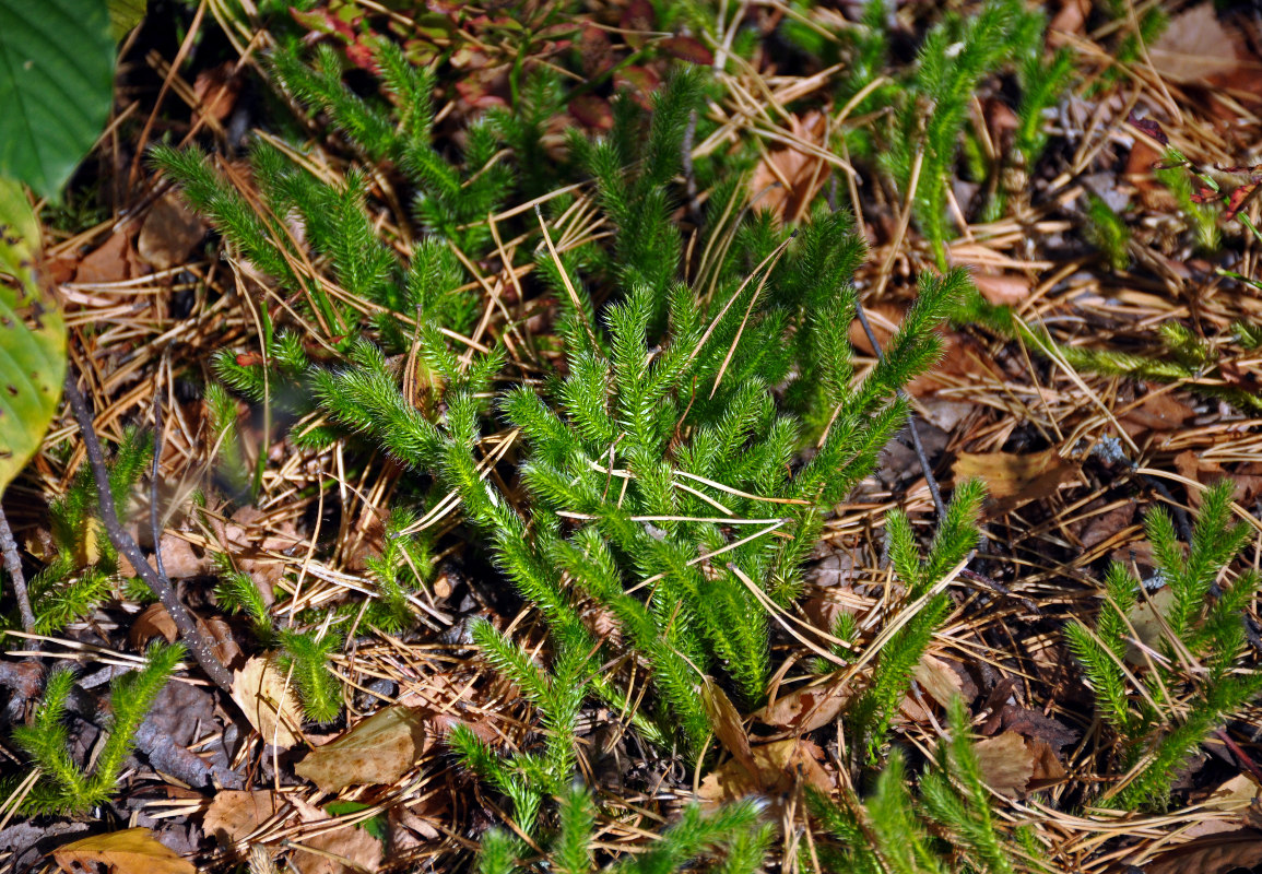 Изображение особи Lycopodium clavatum.