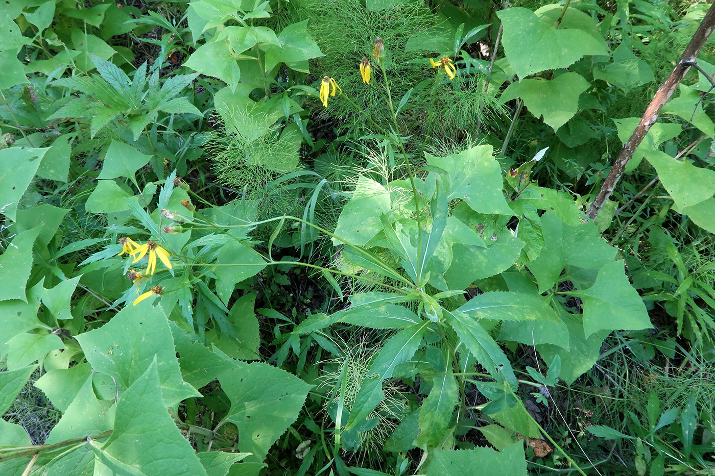 Image of Senecio nemorensis specimen.