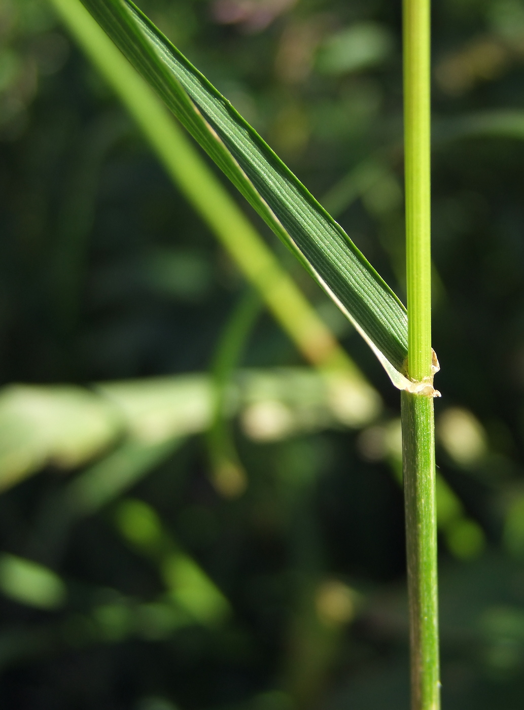 Image of Lolium multiflorum specimen.