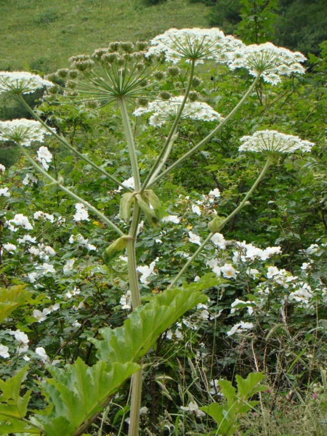 Image of genus Heracleum specimen.